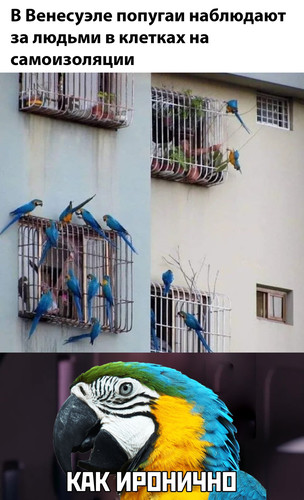 Попугаи наблюдают за людьми