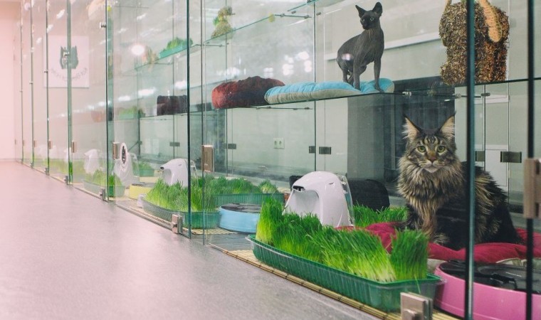 Лучшие гостиницы для кошек в Москве
