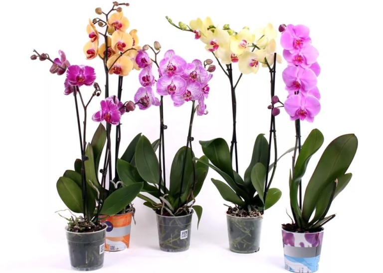 Орхидеи: выбор кашпо и горшков
