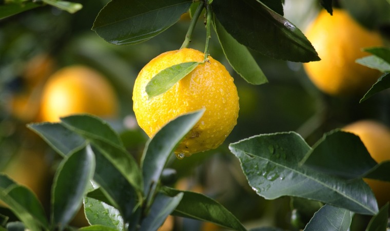 Как вырастить дерево лимона дома
