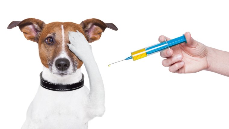 Вакцинация кошек и собак в Краснодаре