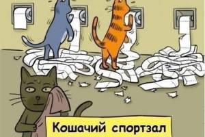 Кошачий спортзал