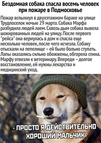 Собака спасла людей