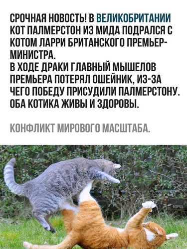 Кот Палмерстон подрался с котом Ларри