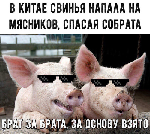 Свинья напала на мясников