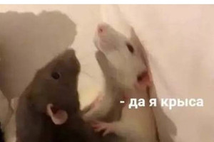 Ты крыса Да я крыса