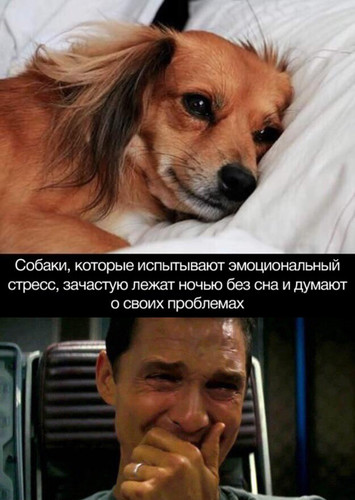 Собаки и стресс