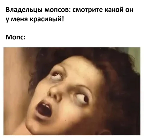 Владельцы мопсов