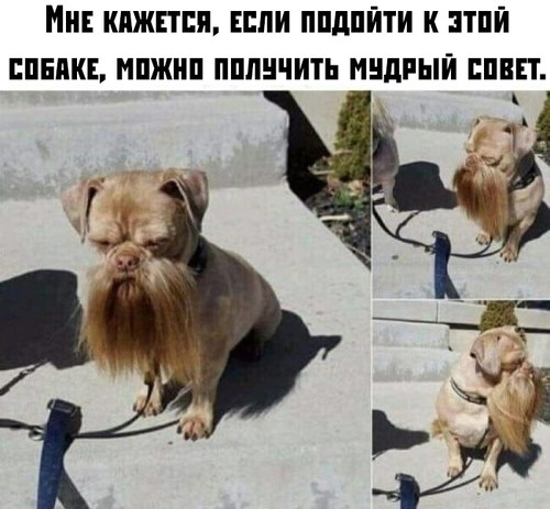 Собака мудрец