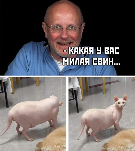 Какая у вас милая свинка