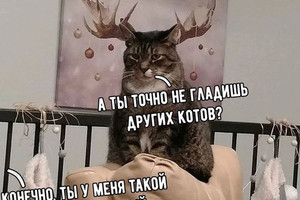 Не гладишь других котов