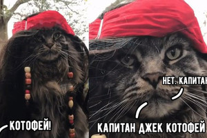 Капитан Джек Котофей