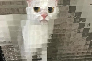 Пиксельный кот