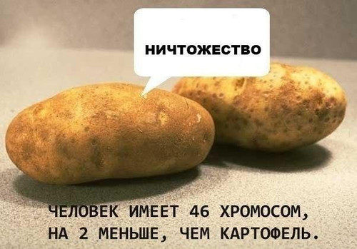 Картофель 48 хромосом