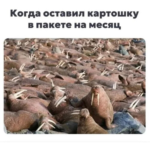 Когда оставил картошку в пакете на месяц