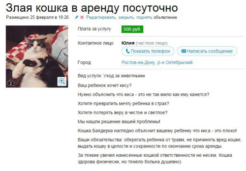 Злая кошка в аренду посуточно