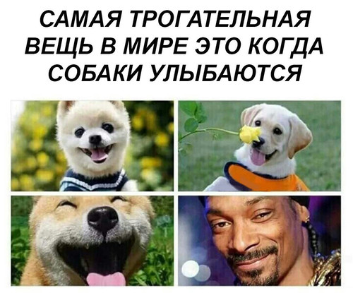 Собаки улыбаются