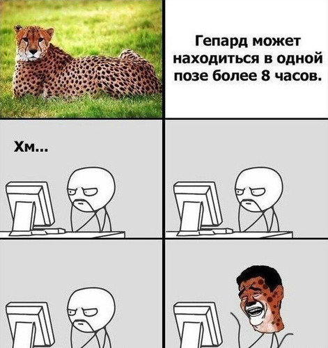 Гепард может находиться в одной позе более 8 часов