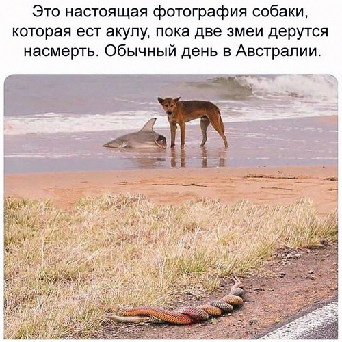 Обычный день в Австралии