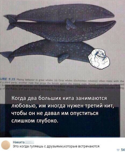Как киты размножаются