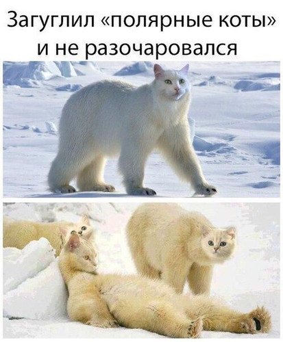 Полярные коты