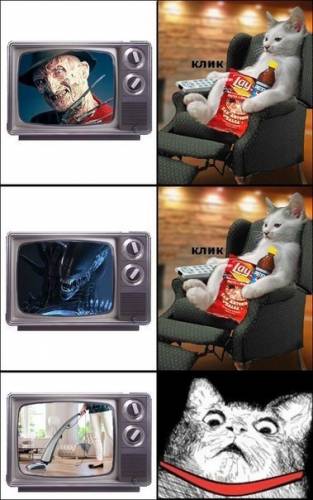 Чего боятся коты