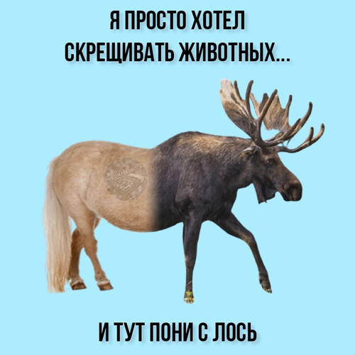 Пони с лось