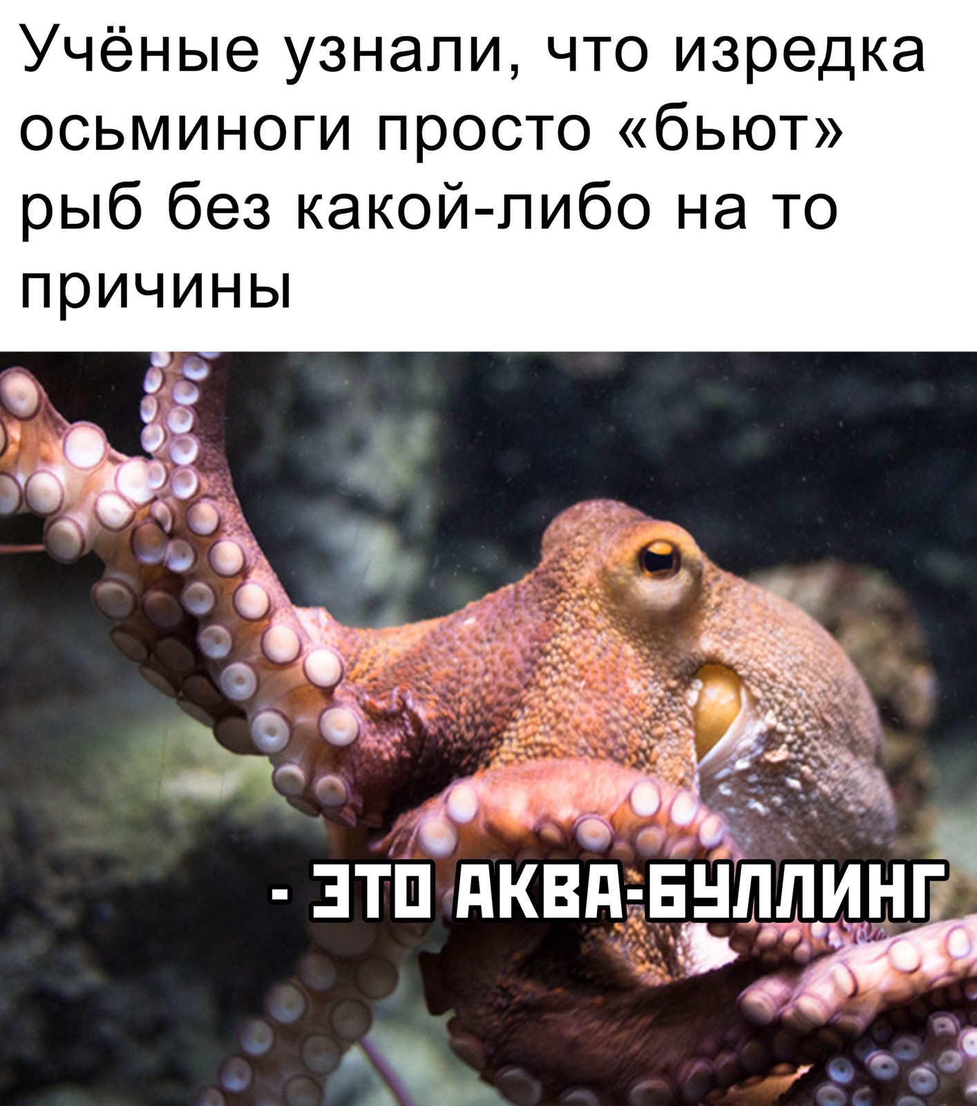 осьминог голова в жопе фото 27
