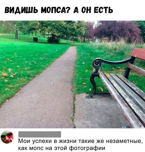 Видишь мопса