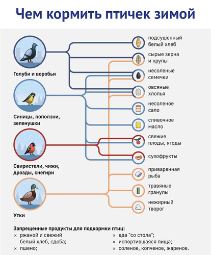 Чем кормить птиц зимой