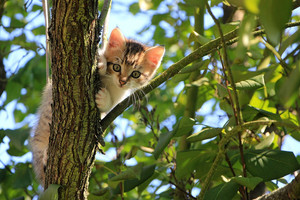 Котёнок на дереве