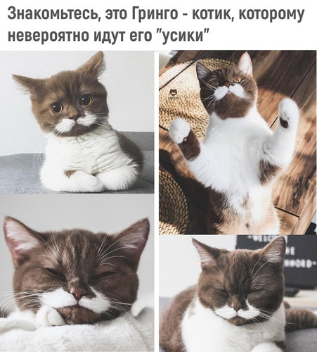 Кот Гринго