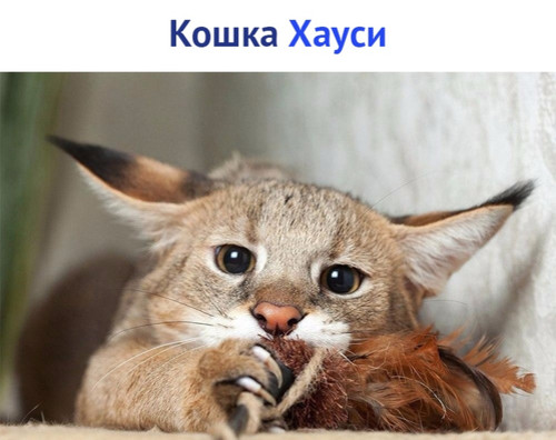 Кошка Хауси