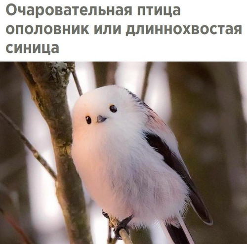 Ополовник