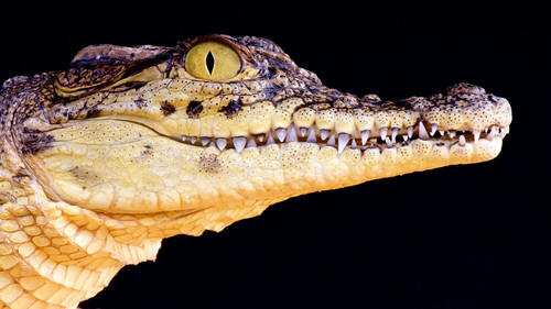 Крокодил с жёлтыми глазами