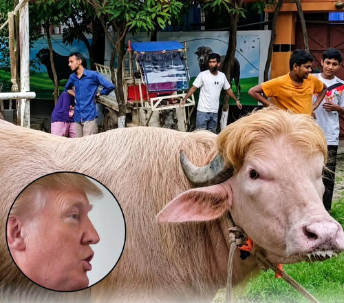Буйвол Дональд Трамп
