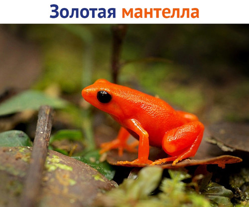 Золотая мантелла