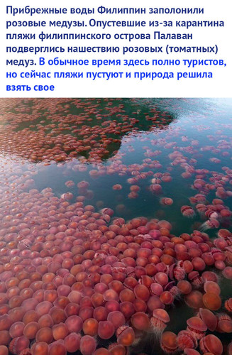 Розовые медузы