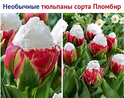 Тюльпаны сорта Пломбир