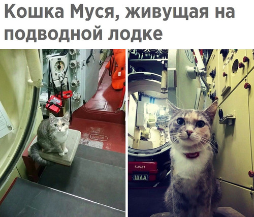 Кошка Муся на подводной лодке