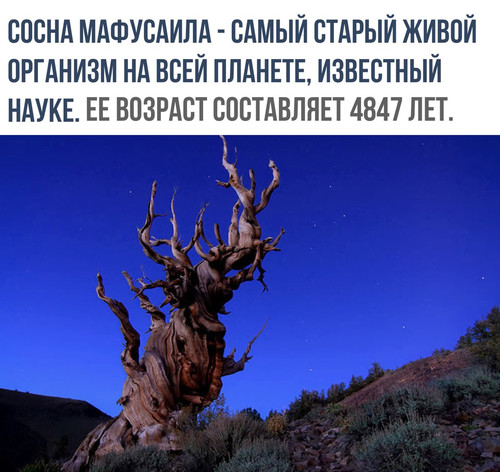 Сосна Мафусаила