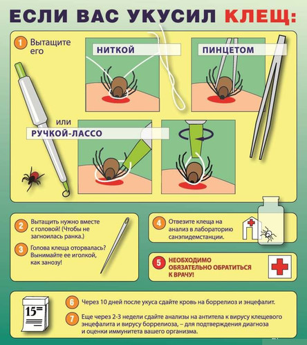 Что делать, если вас укусил клещ