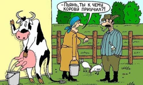 анекдот про корову
